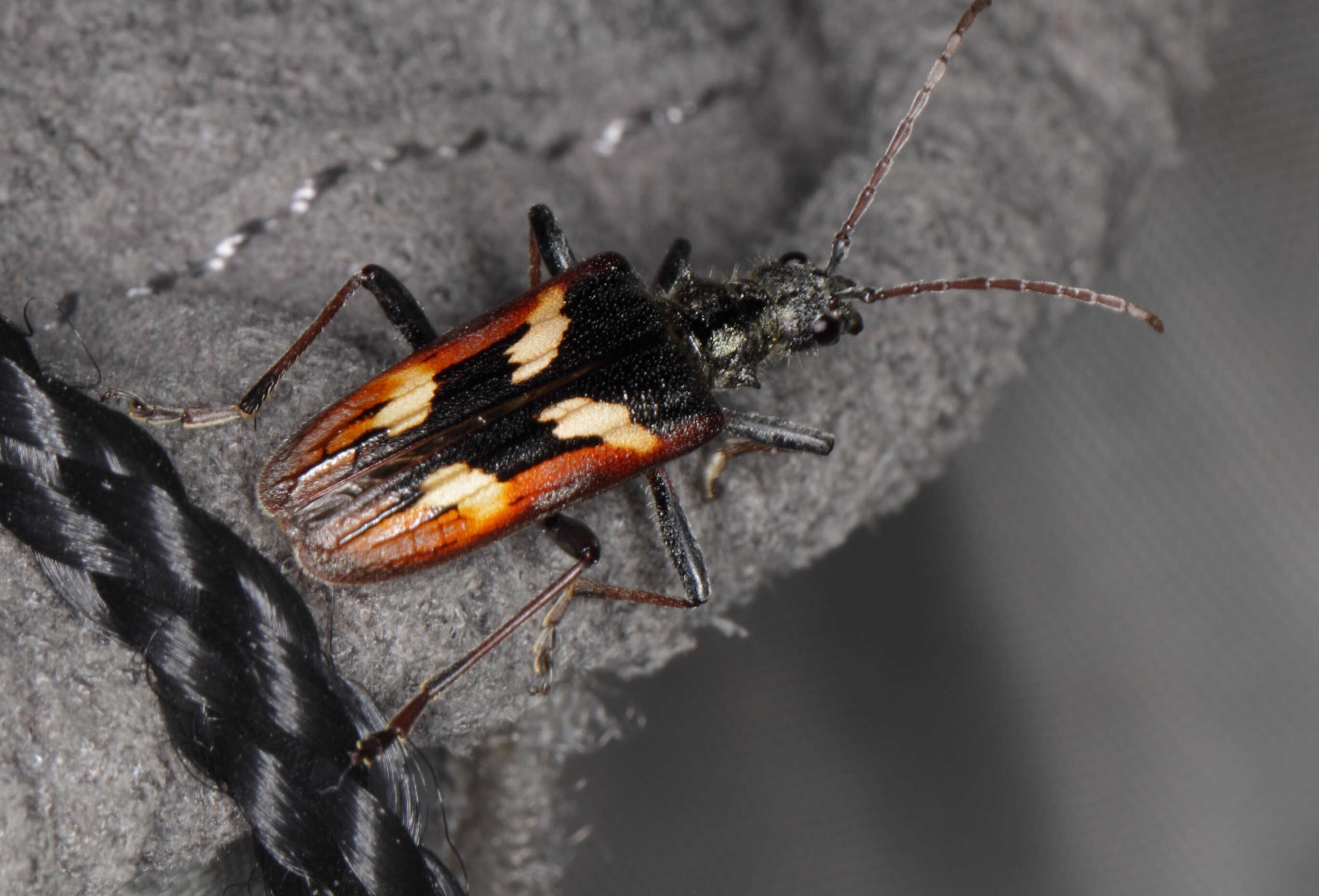 Image of Two-banded longhorn beetle