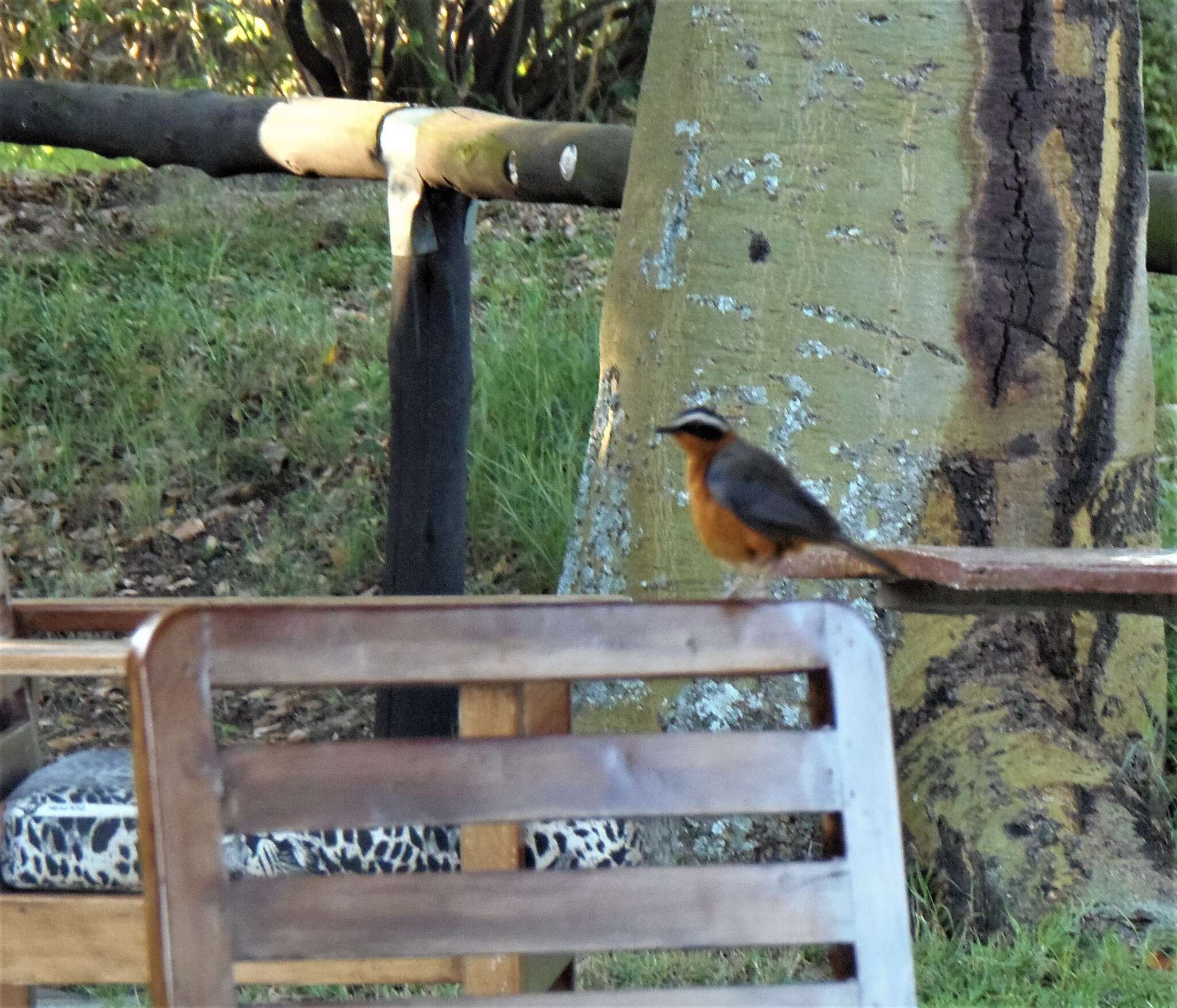 Image of Heuglin's Robin