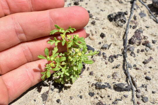 Image of Nevada sumpweed