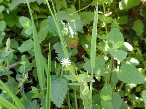 Image of beach starwort