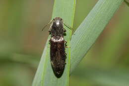 Image of Athous haemorrhoidalis