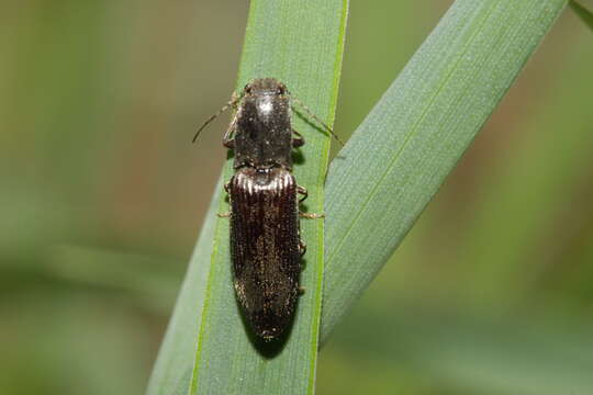 Image of Athous haemorrhoidalis