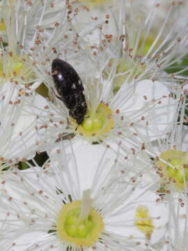 Image of Fur beetle