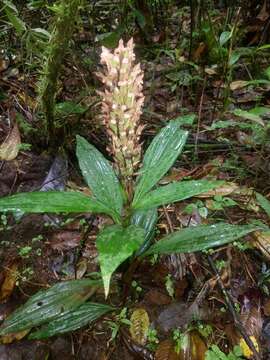 Image of Aspidogyne boliviensis (Cogn.) Garay