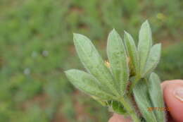 Image of <i>Leobordea corymbosa</i>