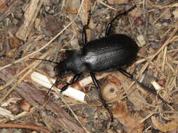 صورة Calosoma (Campalita) auropunctatum (Herbst 1784)