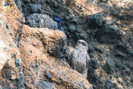 Image of Galapagos Martin