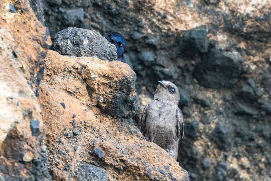 加岛崖燕的圖片