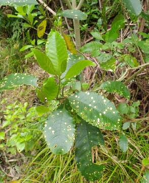 Diplochorella colensoi (Berk.) P. R. Johnst. & P. F. Cannon 2004 resmi