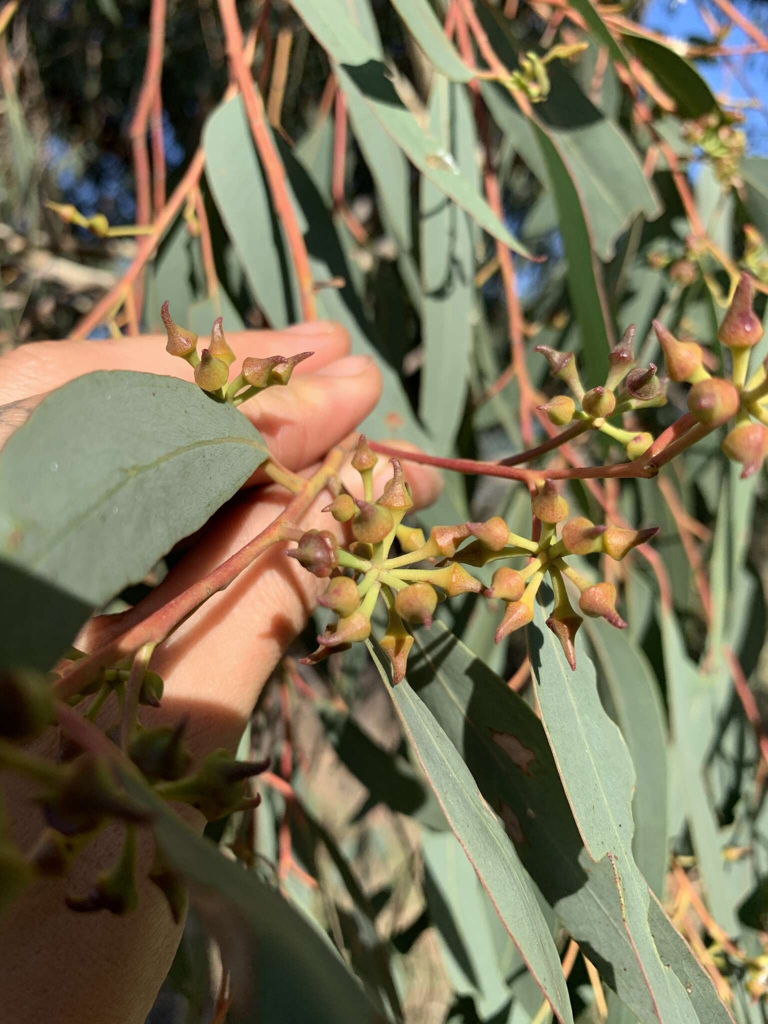 صورة Eucalyptus macrorhyncha F. Müll.