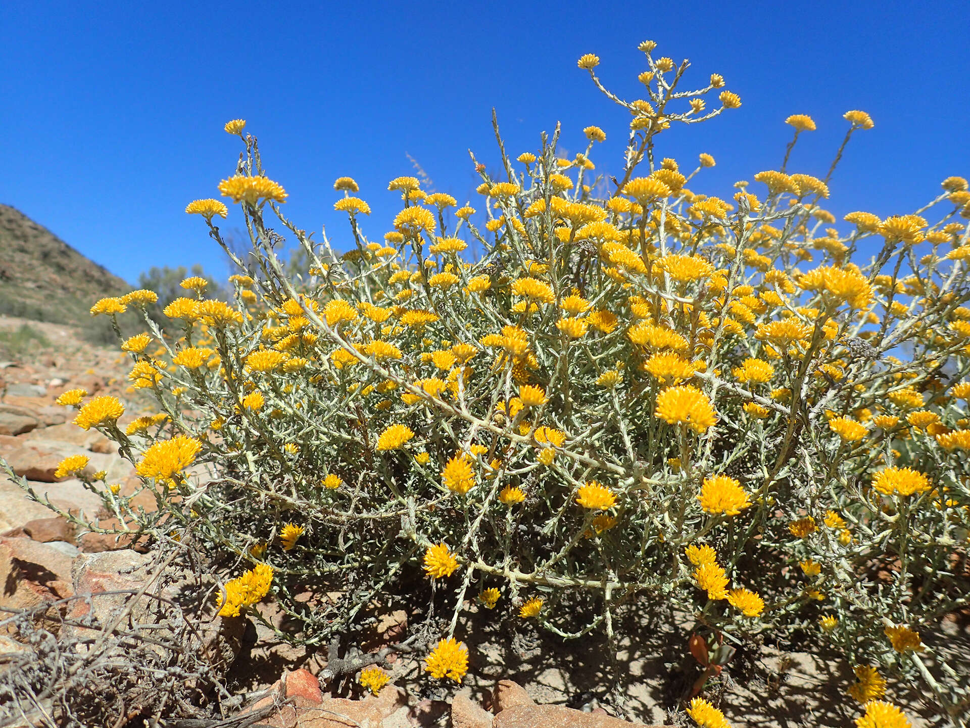 Image of Helichrysum rutilans (L.) D. Don