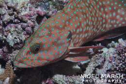 Image of Blue-spotted grouper