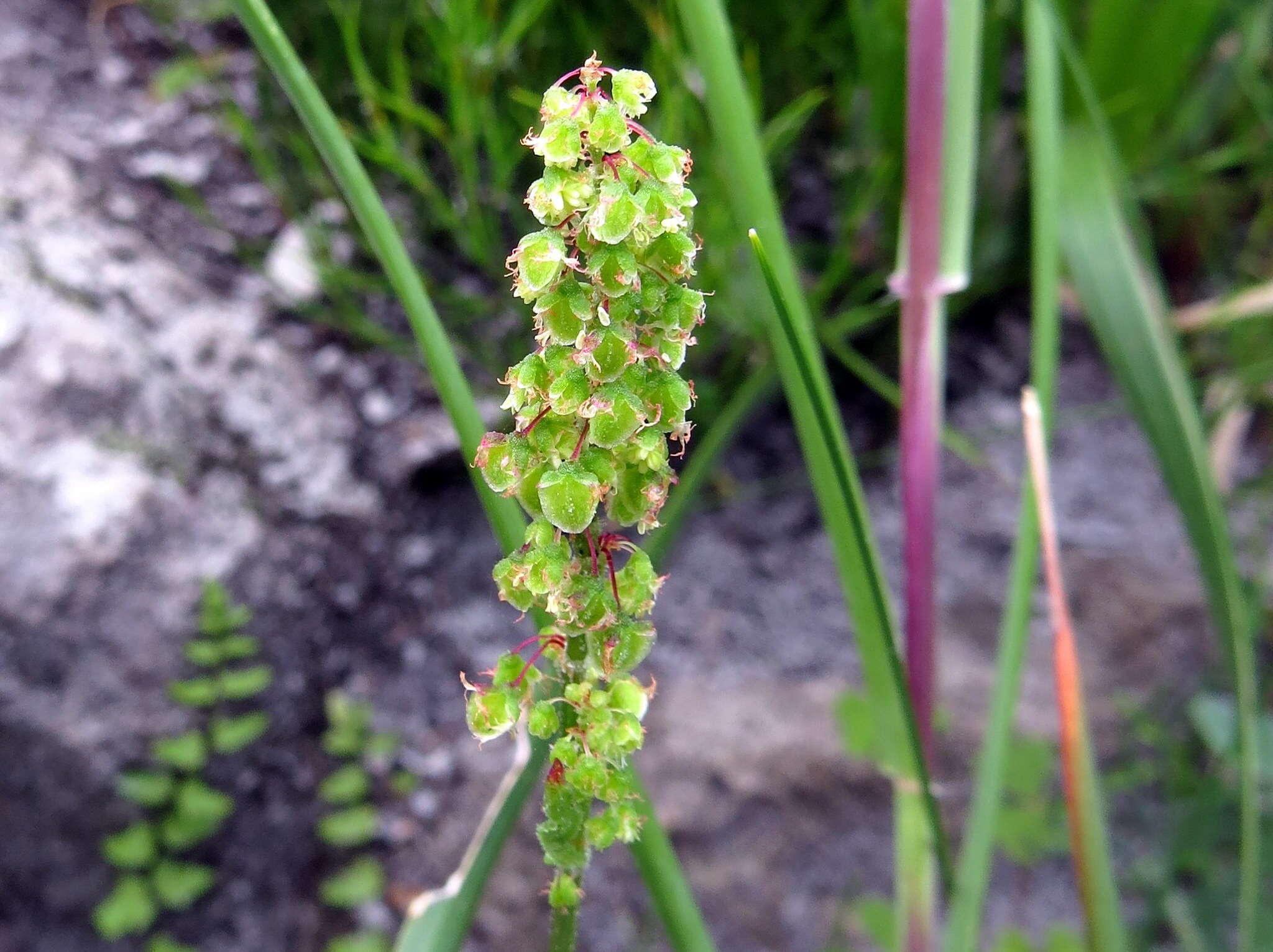 Слика од Rumex cordatus Desf.