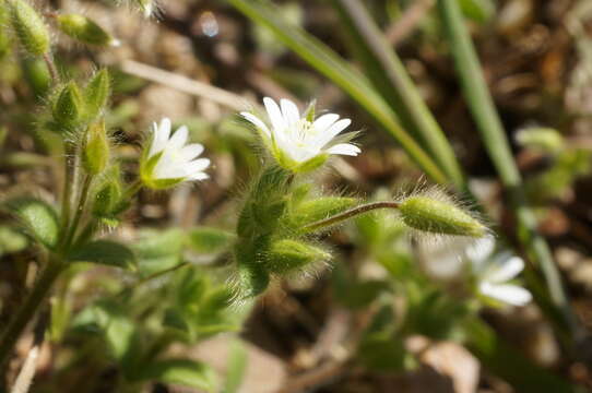 Image of greater chickweed