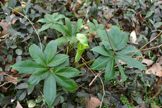 Arisaema silvestrii Pamp.的圖片