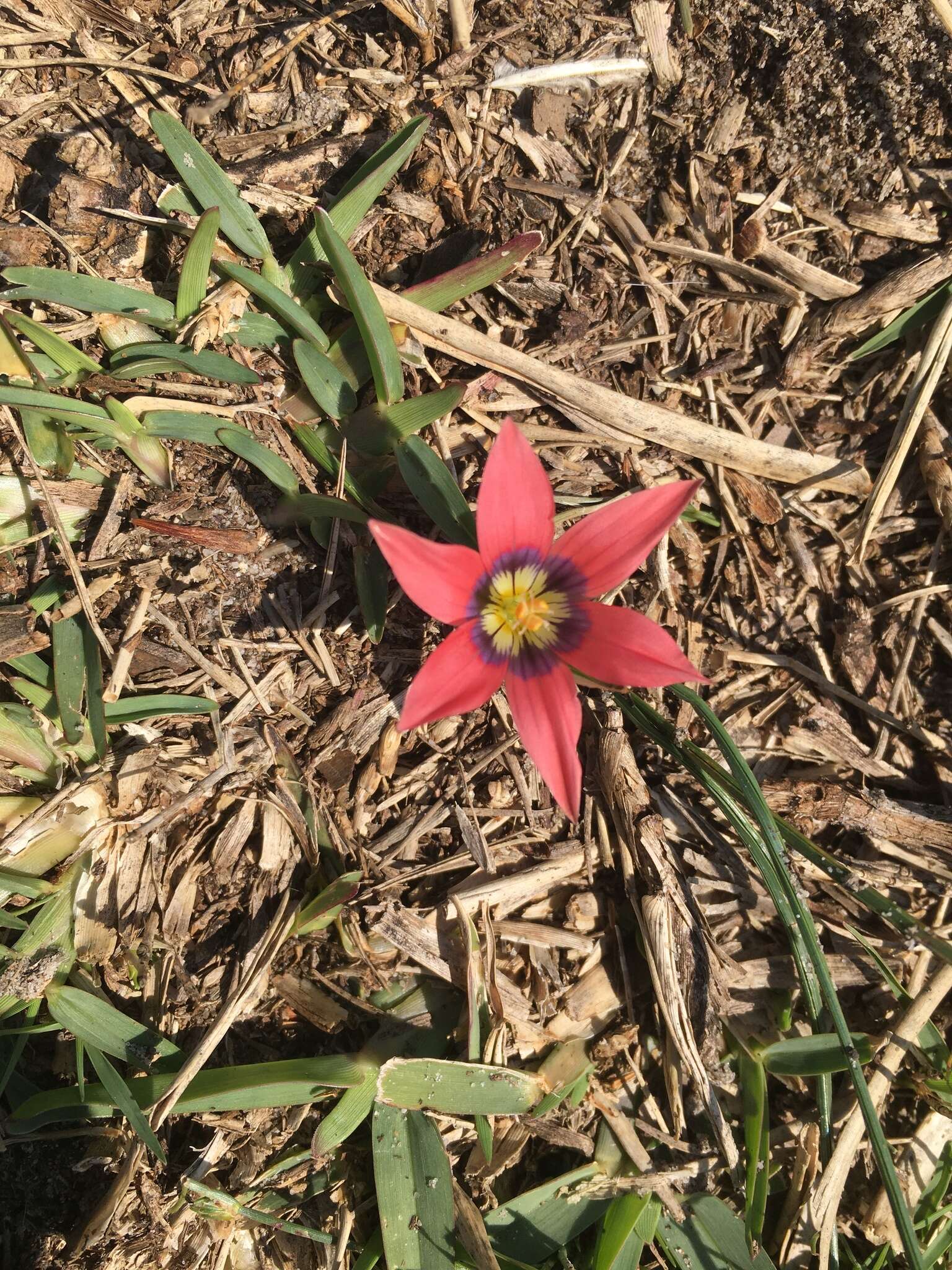 Image of Romulea obscura Klatt