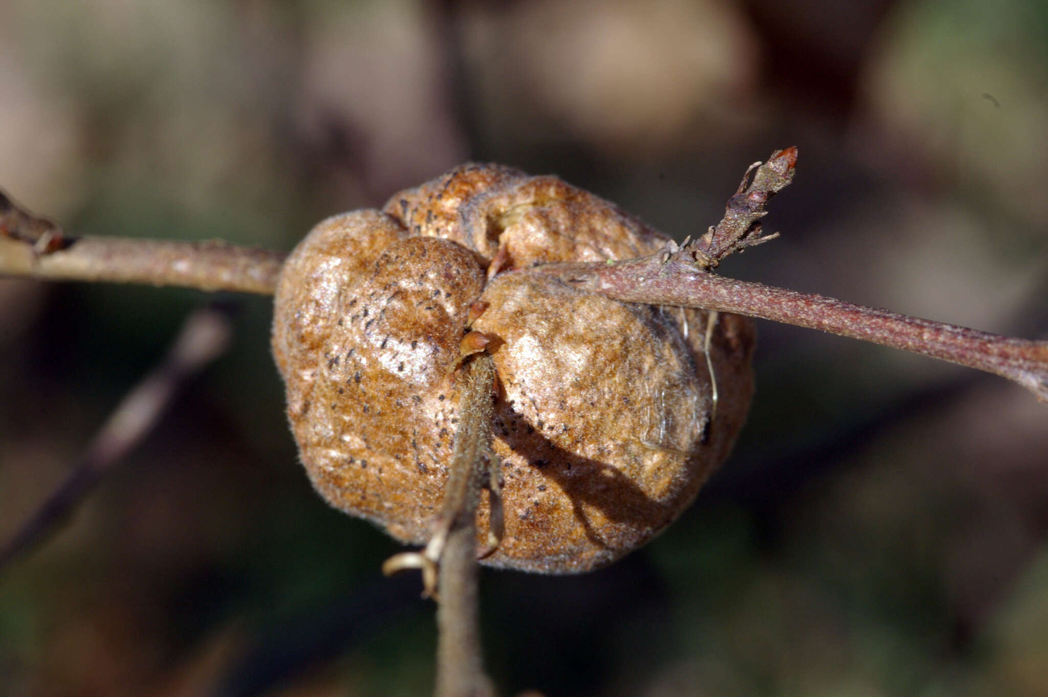 Image of Aphelonyx cerricola (Giraud 1859)