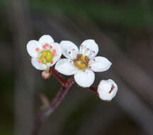 Imagem de Micranthes integrifolia (Hook.) Small