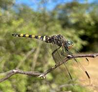 Image of Southern Riverking