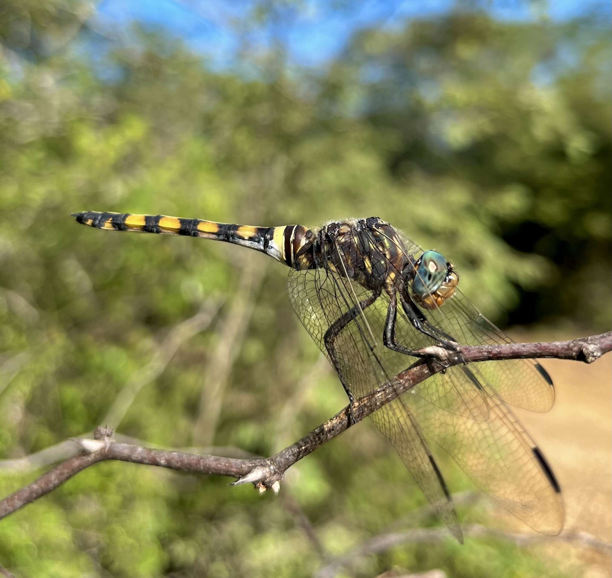 Image of Southern Riverking