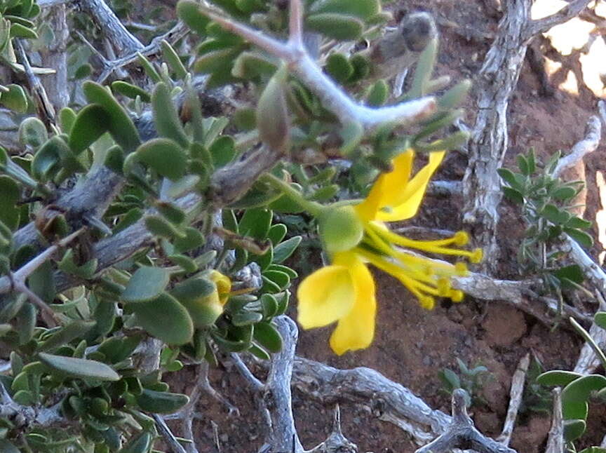 Image of Roepera incrustata (Sond.) Beier & Thulin