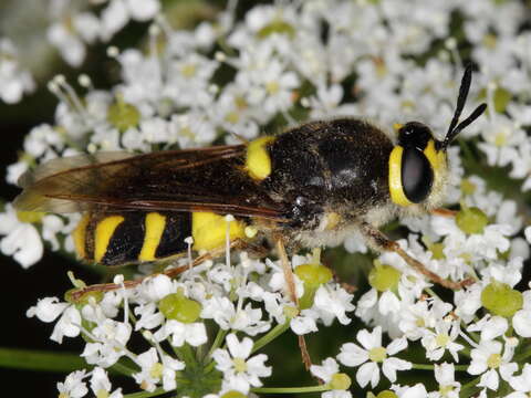 Image of Stratiomys chamaeleon (Linnaeus 1758)