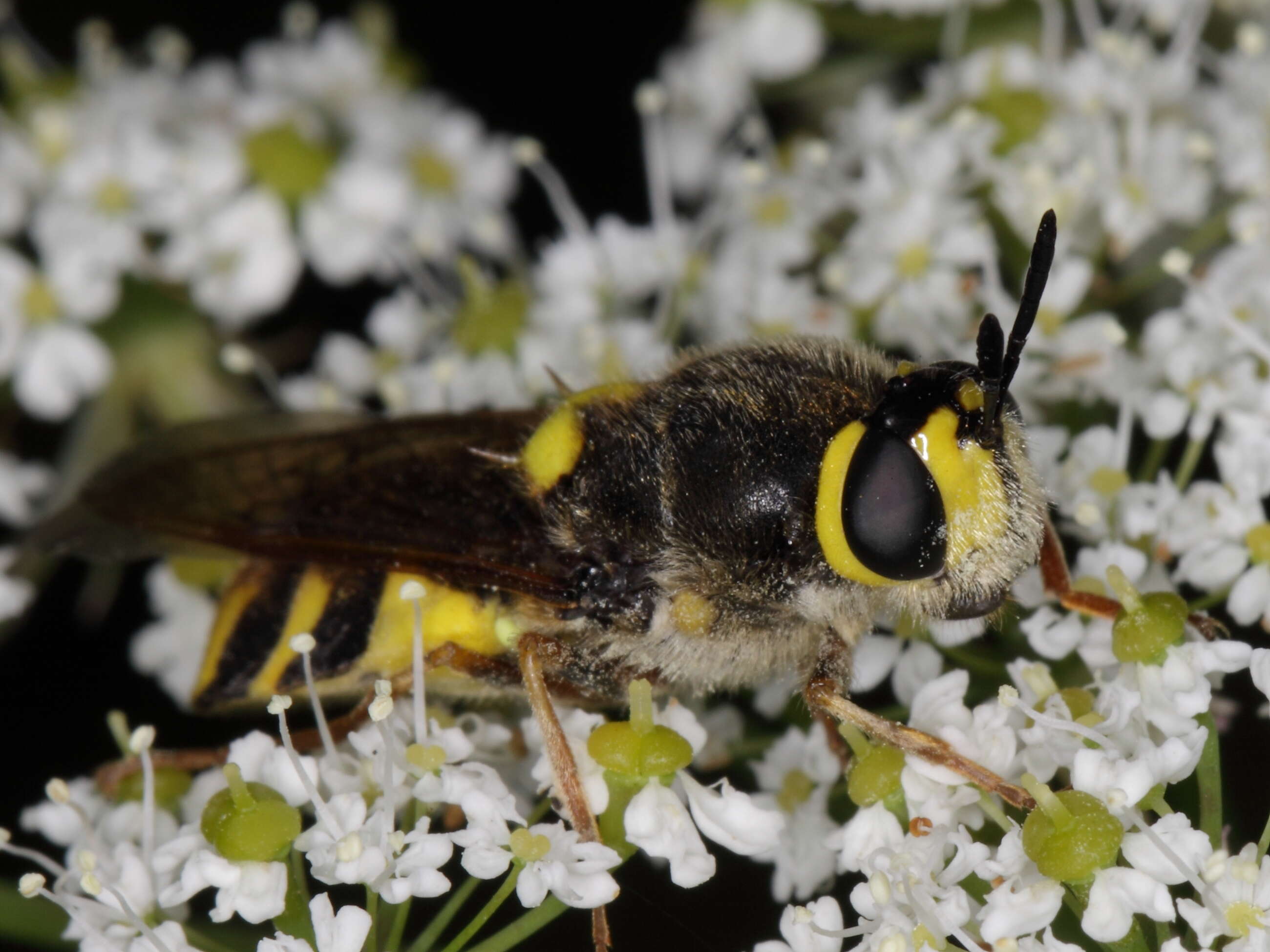 Image of Stratiomys chamaeleon (Linnaeus 1758)