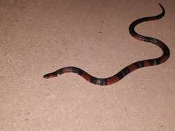 Image of Black Ground Snake