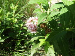 Imagem de Spiraea alba var. latifolia (Aiton) H. E. Ahles