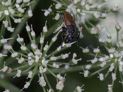 Image of Paracorymbia maculicornis (Degeer 1775)