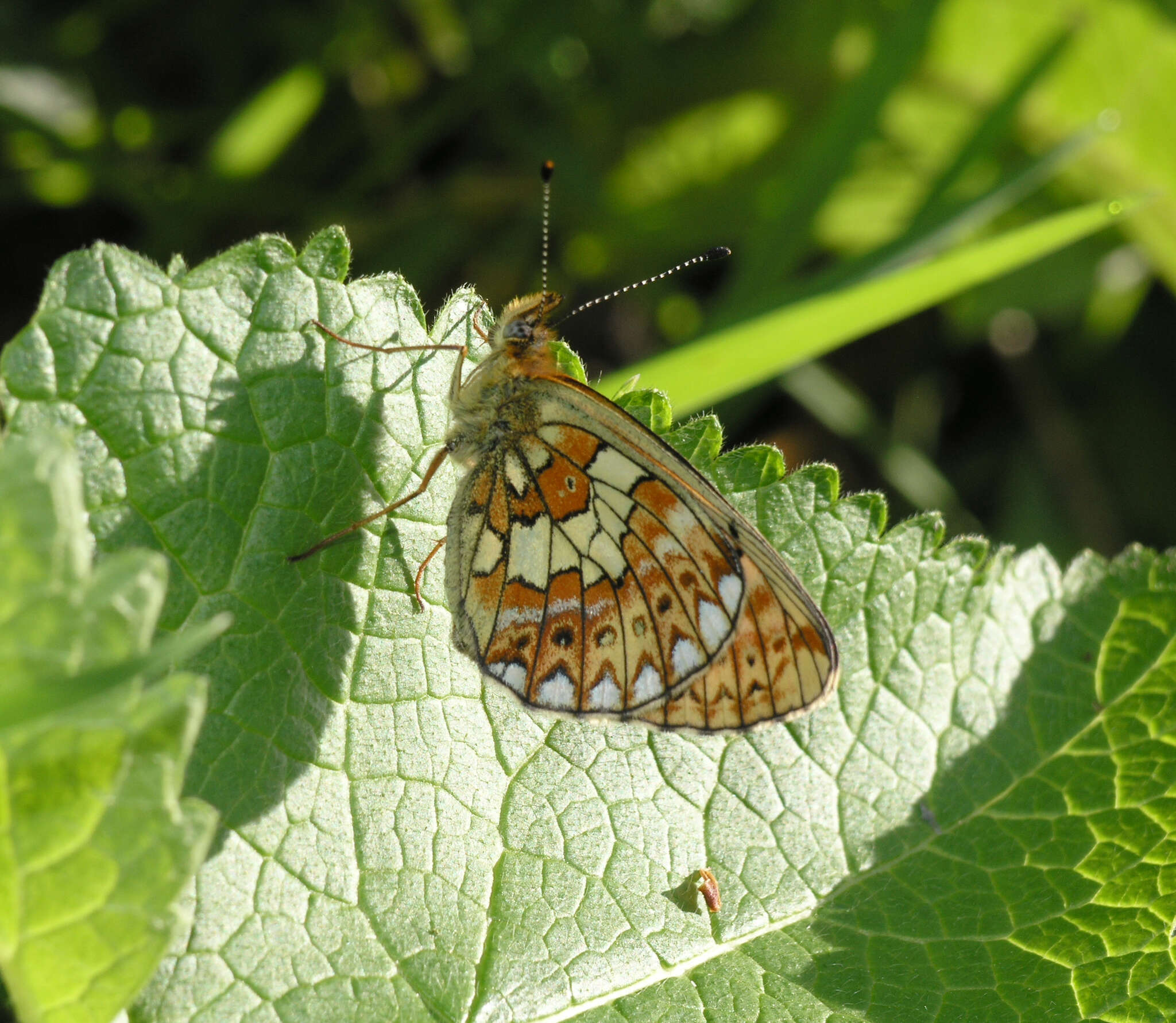 Image of <i>Boloria oscarus</i>