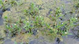 Image of alligator weed