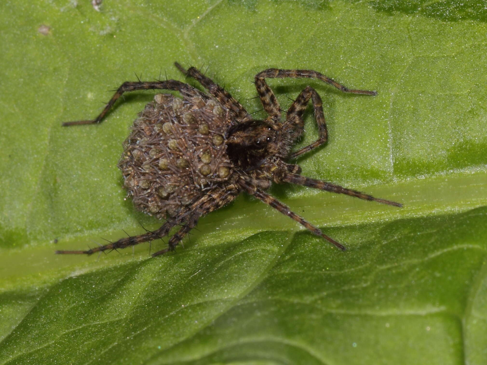 Image of Pardosa lugubris (Walckenaer 1802)