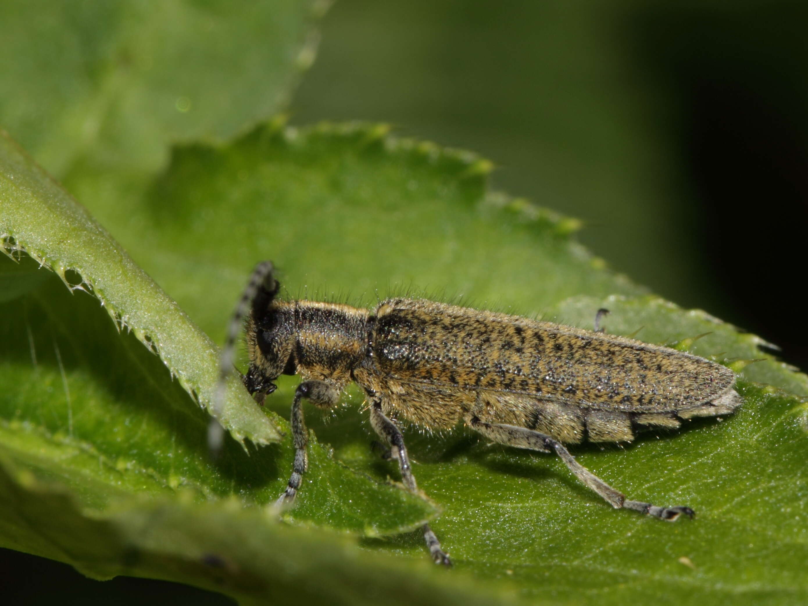 Image of Agapanthia (Epoptes) villosoviridescens (Degeer 1775)