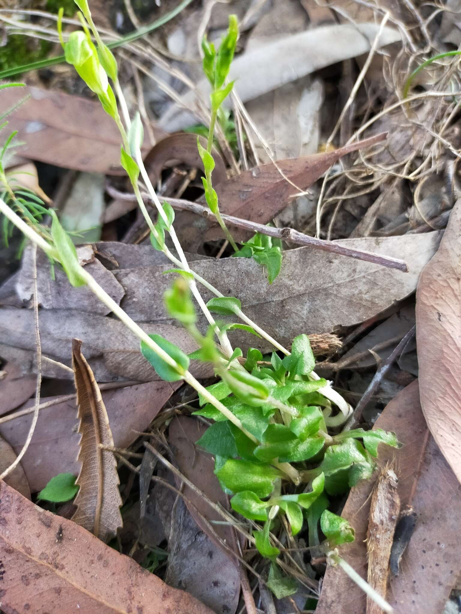 Pterostylis ectypha的圖片