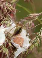 Слика од Cheiracanthium erraticum (Walckenaer 1802)