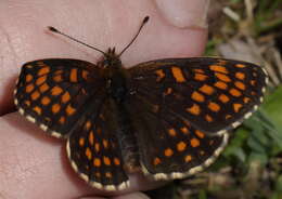 Plancia ëd Melitaea diamina