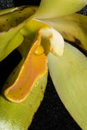 Image of Sudamerlycaste gigantea (Lindl.) Archila