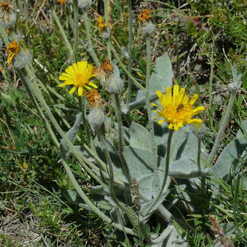 Image of Hieracium tomentosum L.