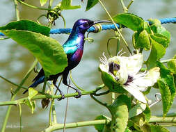 Image of Splendid Sunbird