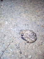 Image of Rhinella beebei (Gallardo 1965)