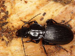 Image of Pterostichus (Eosteropus) aethiops (Panzer 1796)
