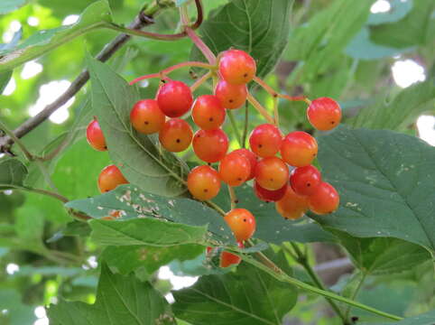 Image of Cranberry-tree