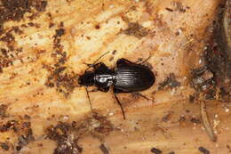 Image of Pterostichus (Eosteropus) aethiops (Panzer 1796)