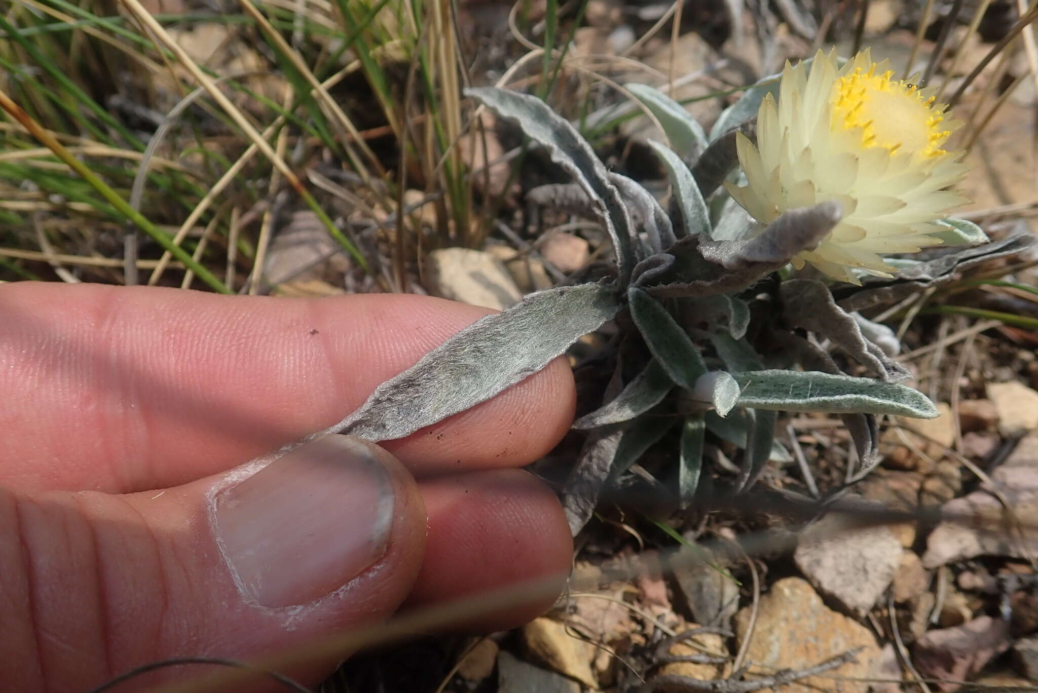 Image of Helichrysum swynnertonii S. Moore