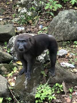 Image of Celebes Macaque