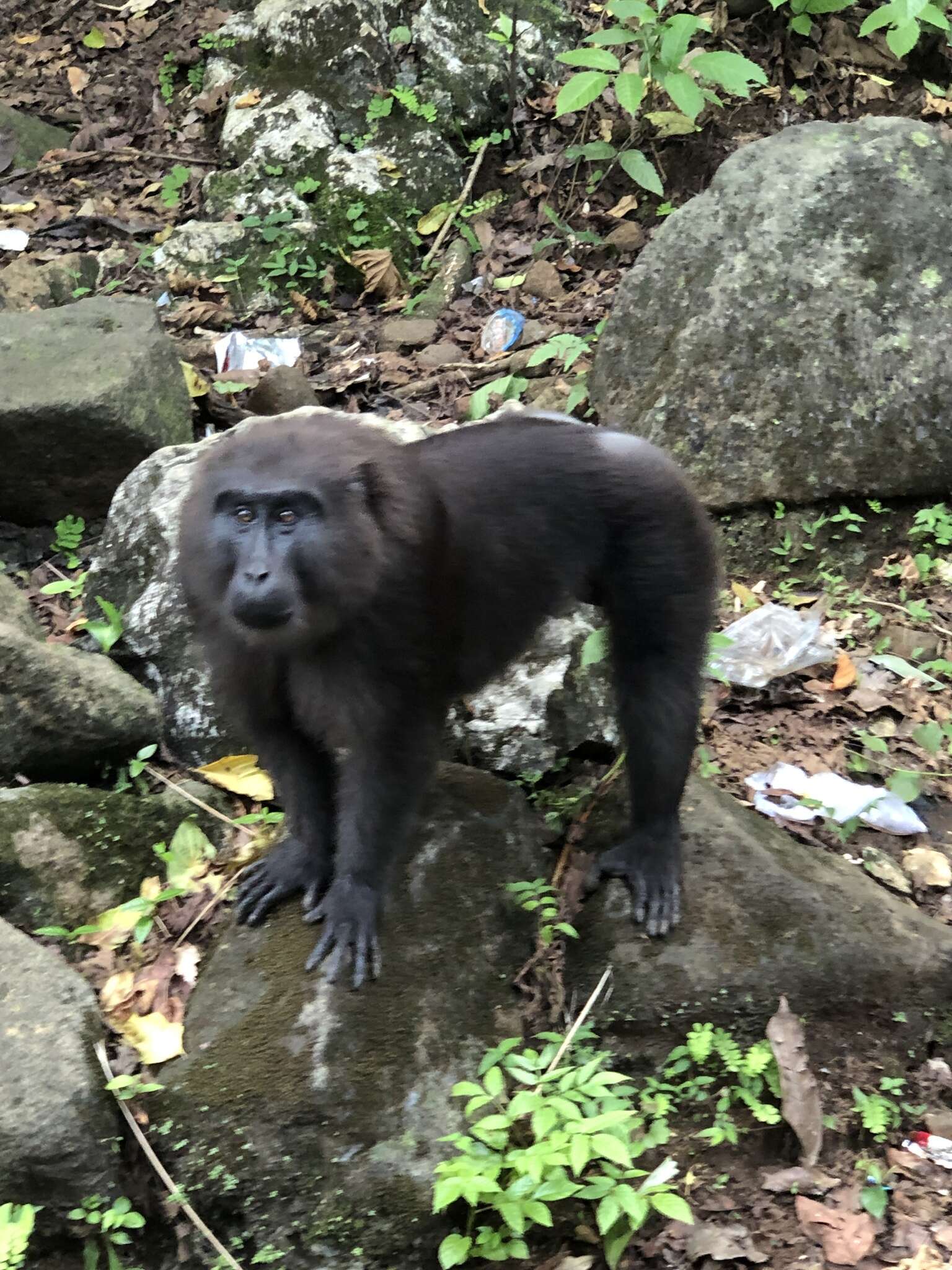 Image of Celebes Macaque