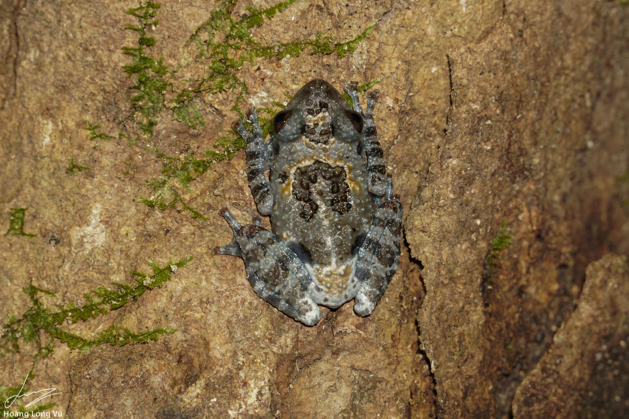 Image of Theloderma vietnamense Poyarkov, Orlov, Moiseeva, Pawangkhanant, Ruangsuwan, Vassilieva, Galoyan & Nguyen et al. 2015