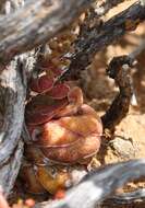 Crassula hemisphaerica Thunb. resmi