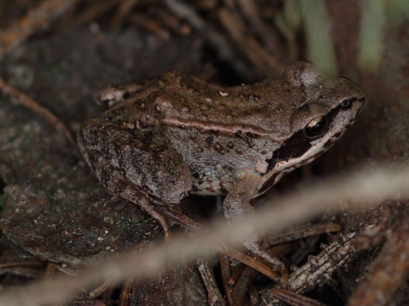 Image of Common frog